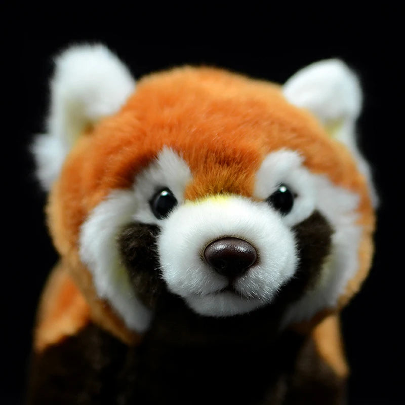panda-roux