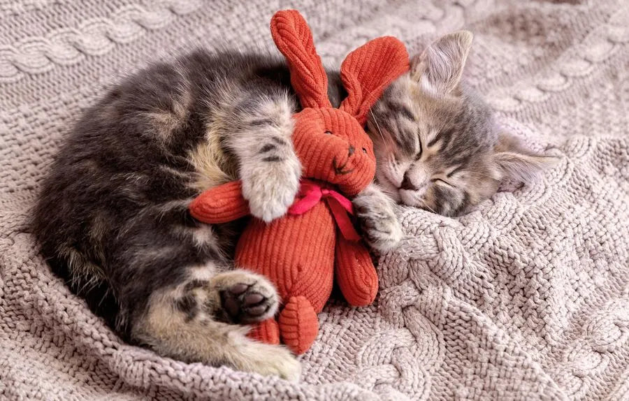 quel-doudou-pour-un-chaton